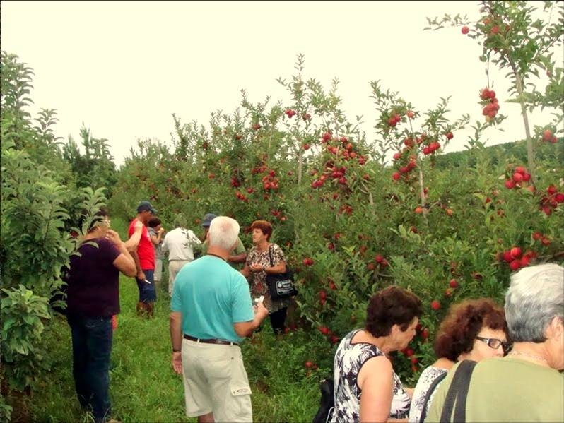 Um espetáculo de beleza e sabor: a colheita da maçã em Fraiburgo