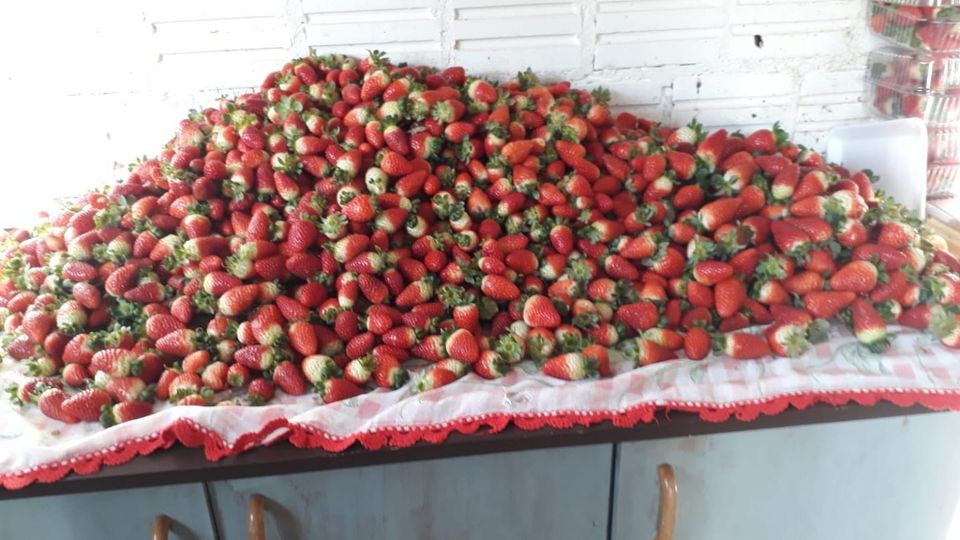Projeto “Pequenas Frutas” estimula produtores rurais em Guarapuava