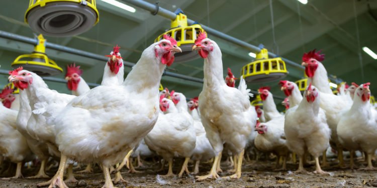 Alta dos custos acima da inflação aperta margens dos avicultores