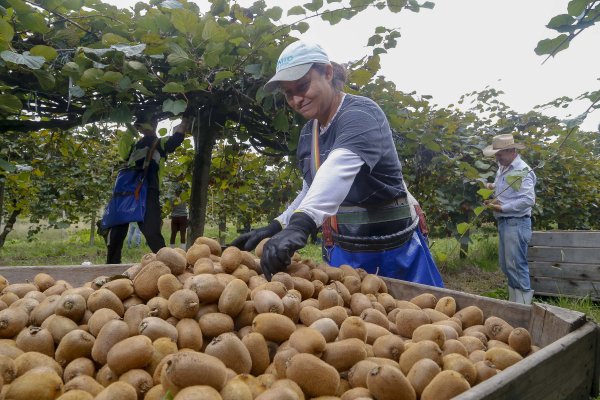 Kiwi é plantado em 422 hectares no Paraná