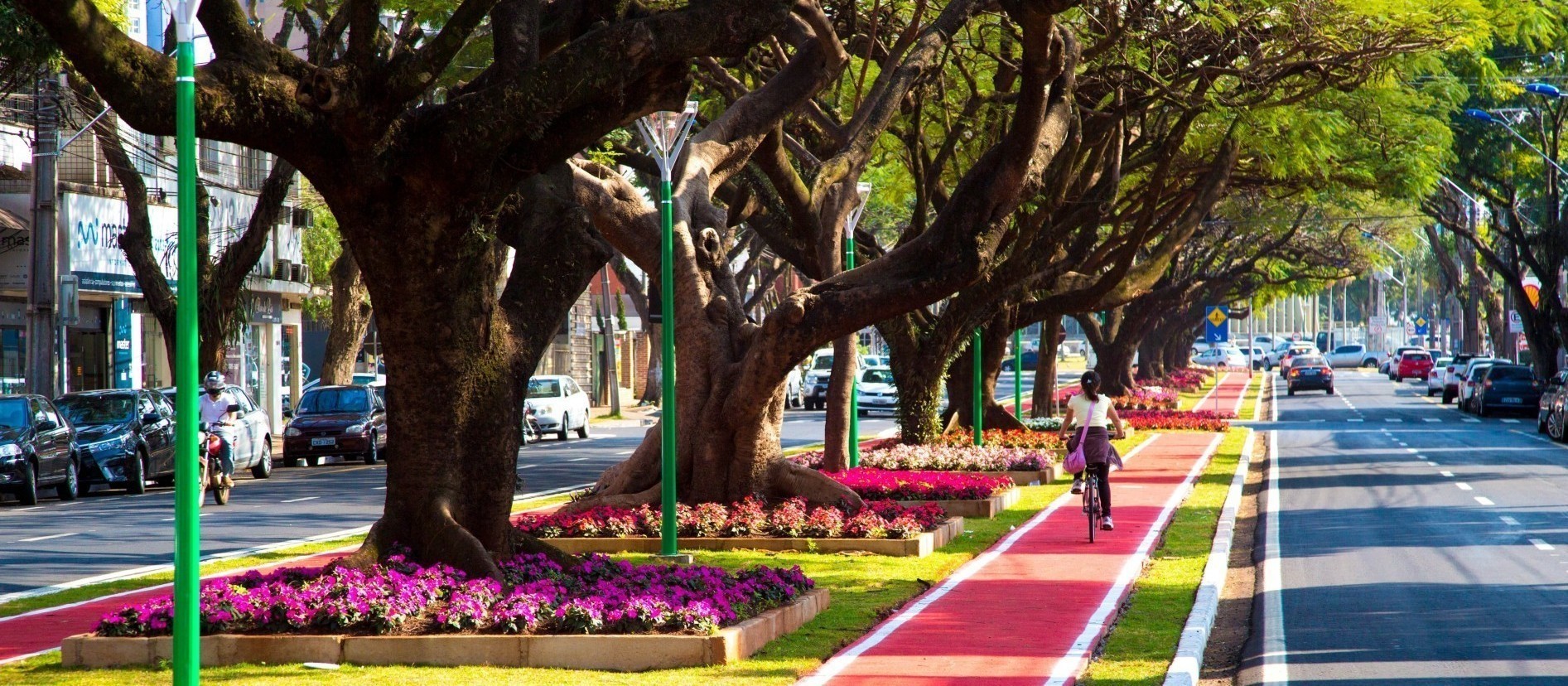Maringá mantem a qualidade de cidade das mais bem arborizadas