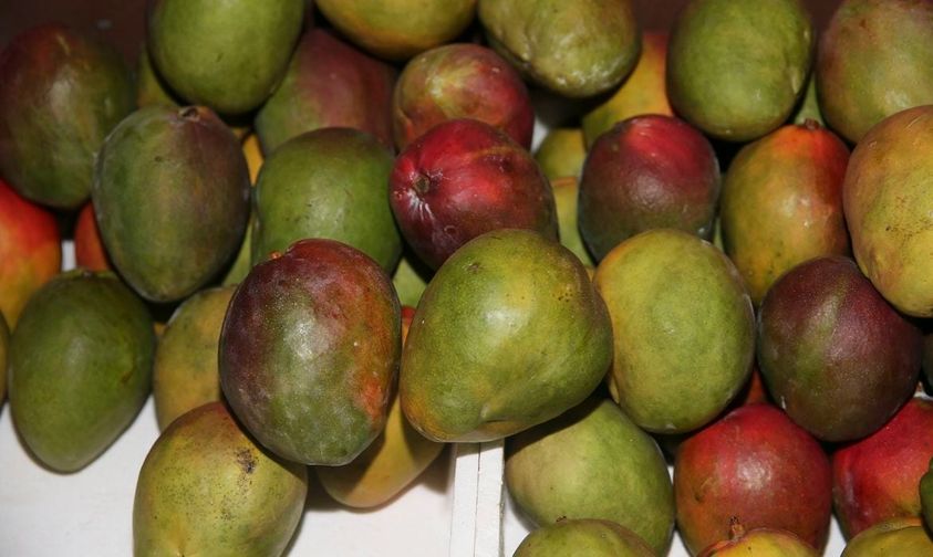 Produtores e governo discutem formas de ampliar a exportação de frutas