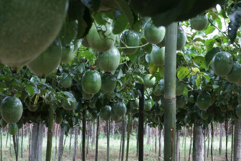 IDR-Paraná lança nova cultivar de maracujá no Show Rural