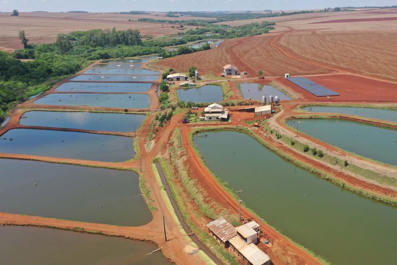 Paraná aumenta produção de peixes em 9,3% e mantém liderança nacional