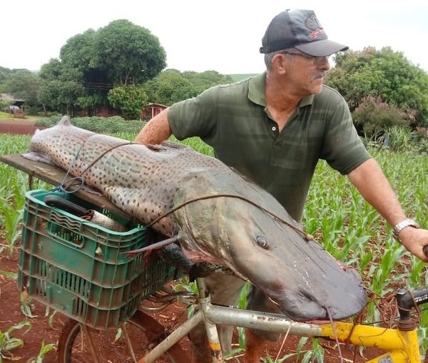 Pescador de Guaíra captura peixe de mais de 40kg no Rio Paraná