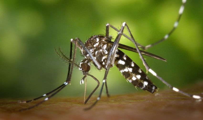Fábrica de mosquitos estéreis para combater o Aedes aegypti