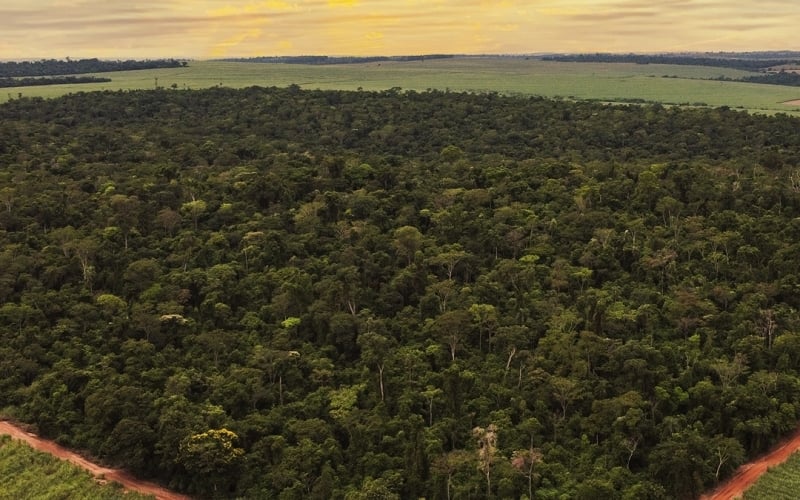 Guaporema: 105 hectares de Reserva Particular do Patrimônio Natural – RPPN