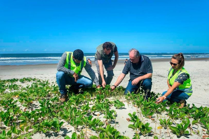 Consórcio das obras de Matinhos coleta mudas de restinga; vegetação da praia será ampliada
