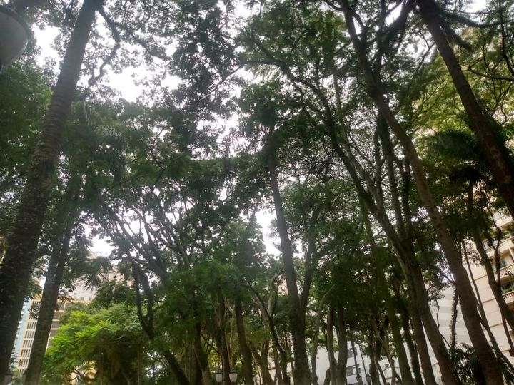 Mais pinheiros nas praças de Curitiba!