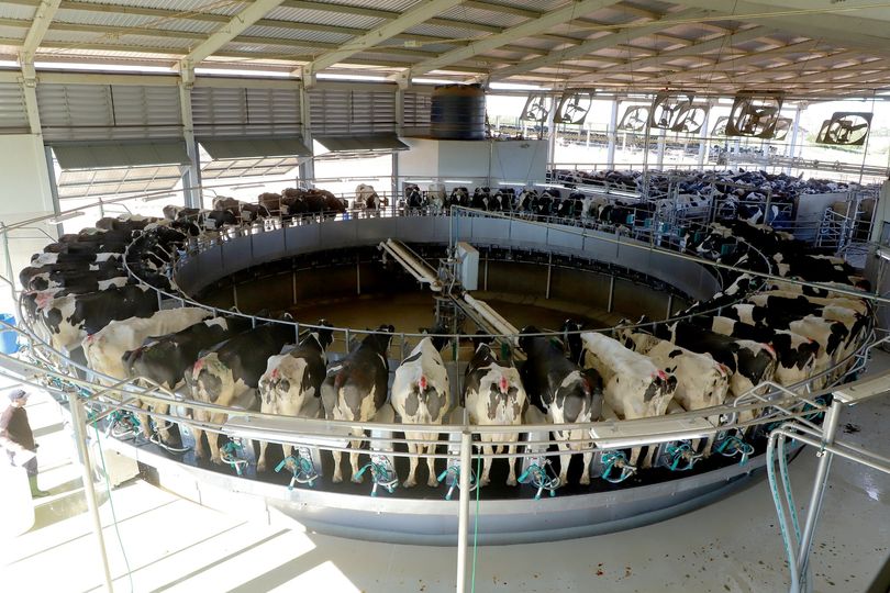 Tecnologia das cooperativas dos Campos Gerais ajuda Paraná a produzir cada vez mais leite