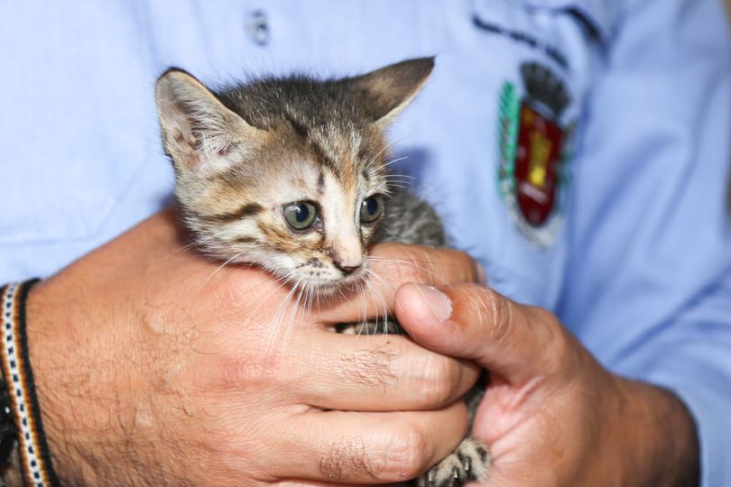 Maringá resgata 30 gatos em uma só casa