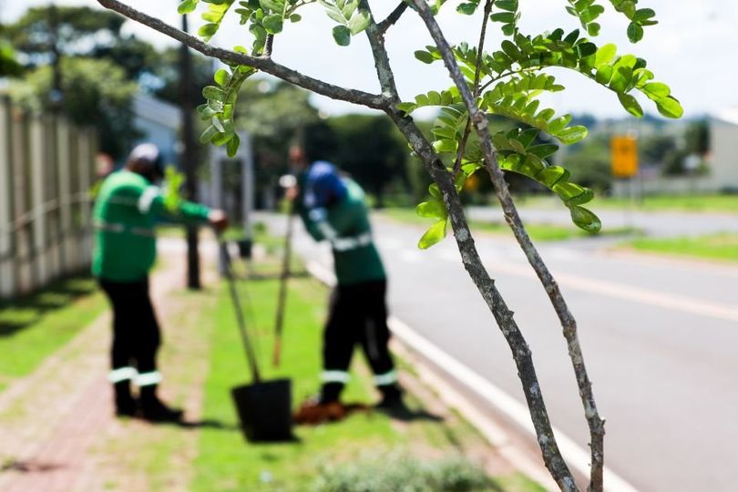 Prefeitura realiza maior plantio simultâneo de árvores da história de Maringá