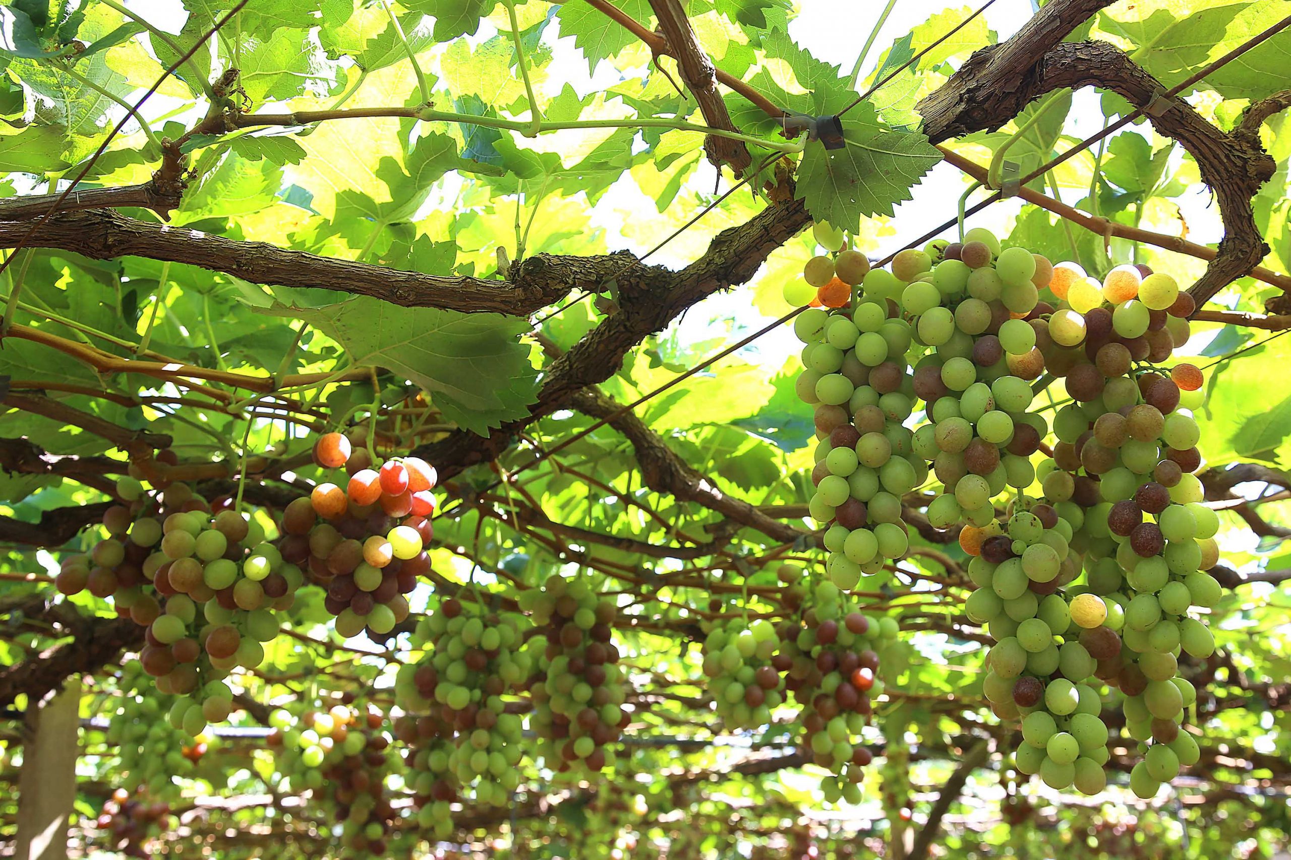 Produtores de Mariópolis recebem recursos do Estado para ampliar industrialização da uva