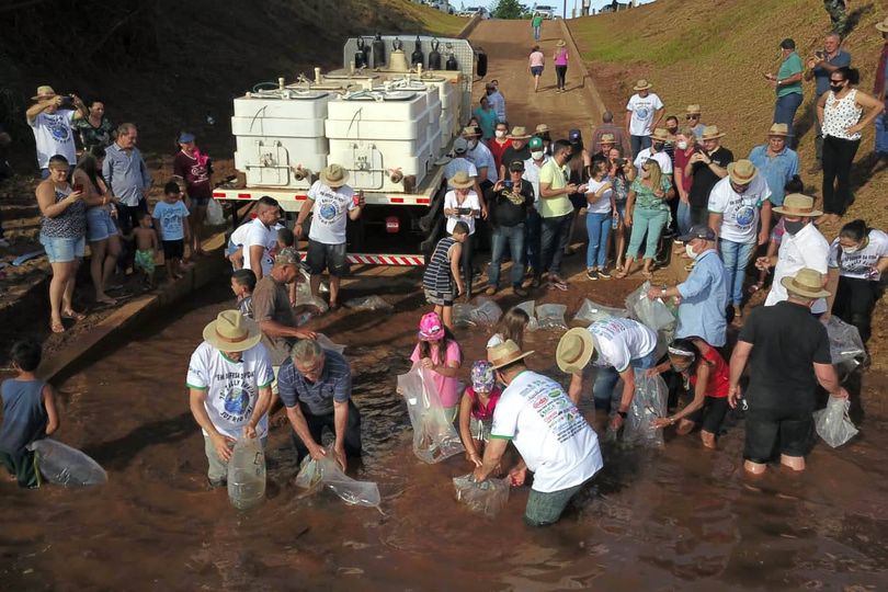 Programa Rio Vivo repovoa Rio Ivaí com 220 mil dourados e lambaris