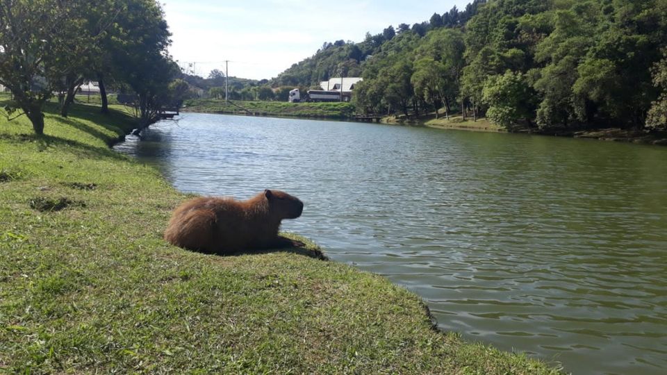Após limpeza, Lago Tumiri recebe visita de diferentes espécies de animais