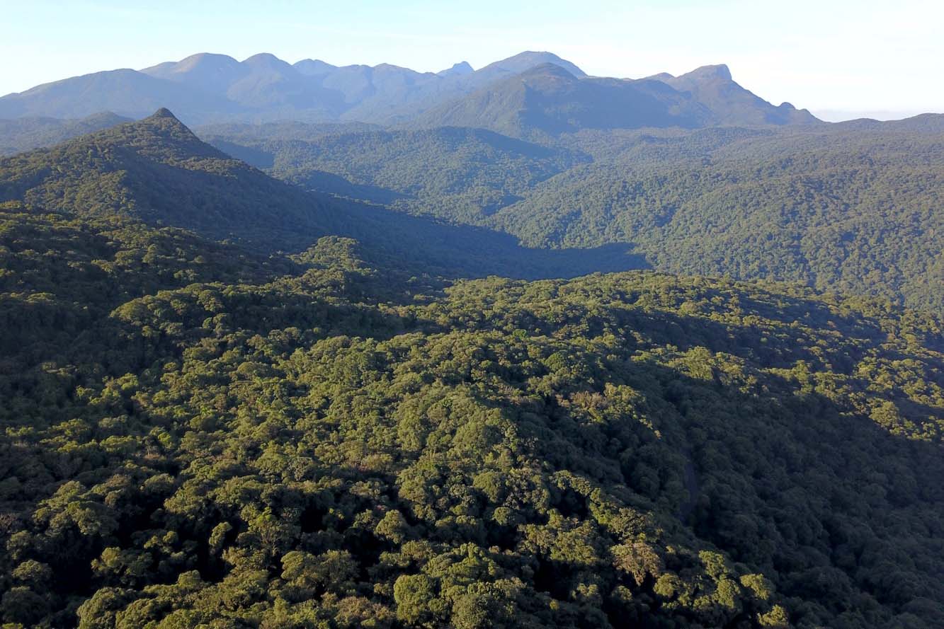 Após COP15, Paraná pode ser beneficiado com projetos para restauração da Mata Atlântica