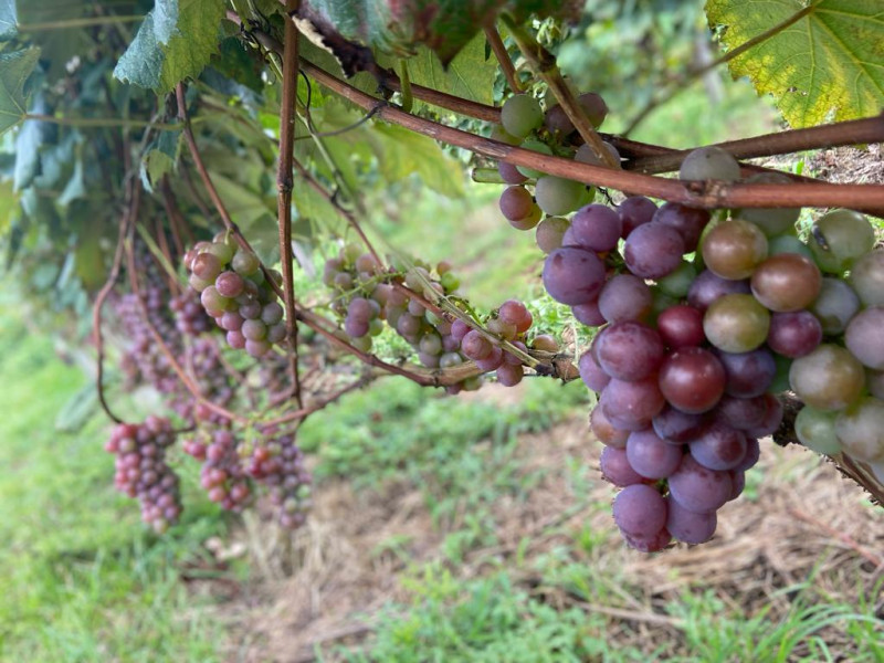 Primeira colheita de uva anima Palmas