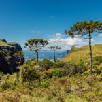 Dia Nacional da Mata Atlântica alerta para a preservação do bioma