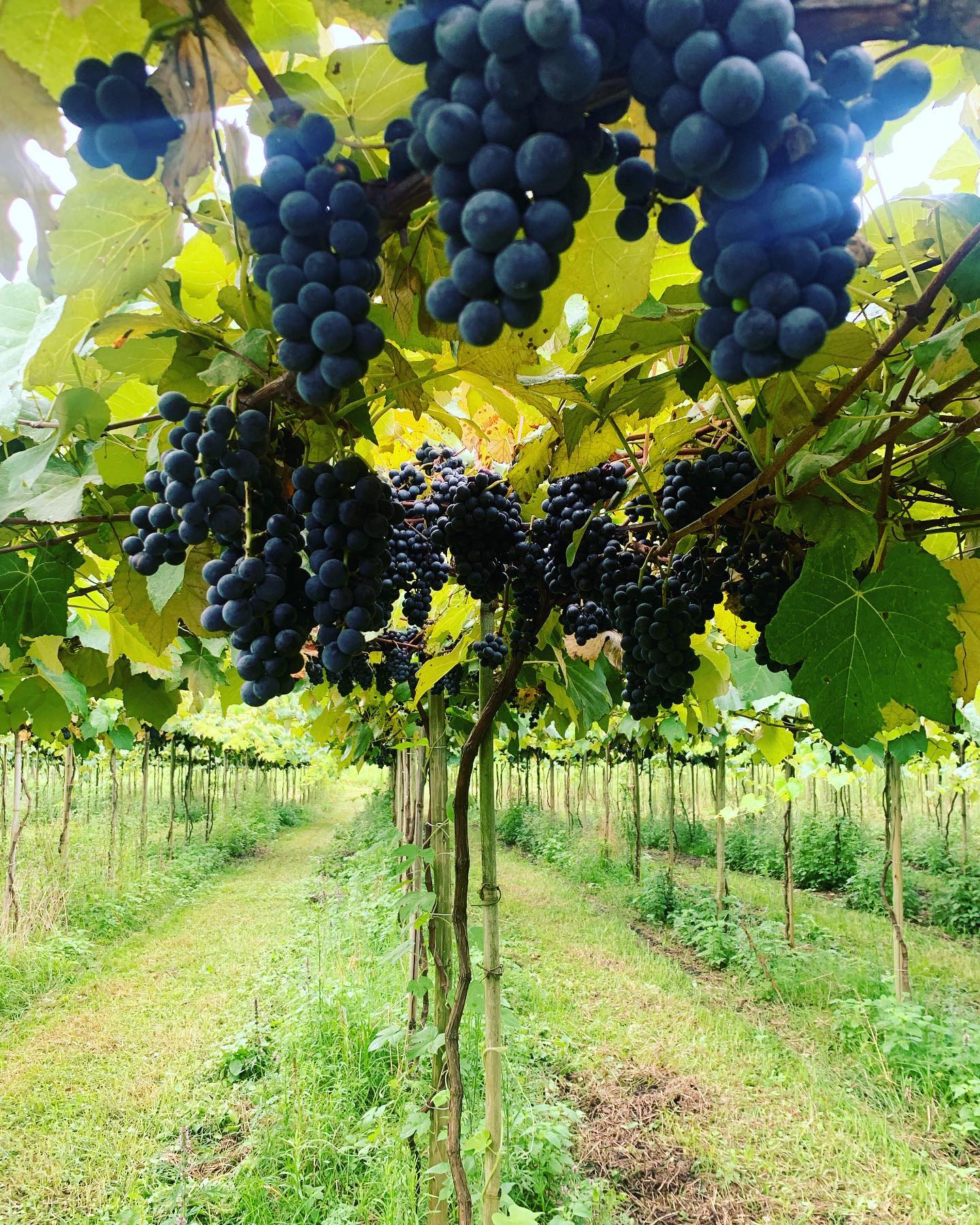 Sebrae e Prefeitura trabalham o fortalecimento da cadeia produtiva da uva e do vinho colonial em Colombo 