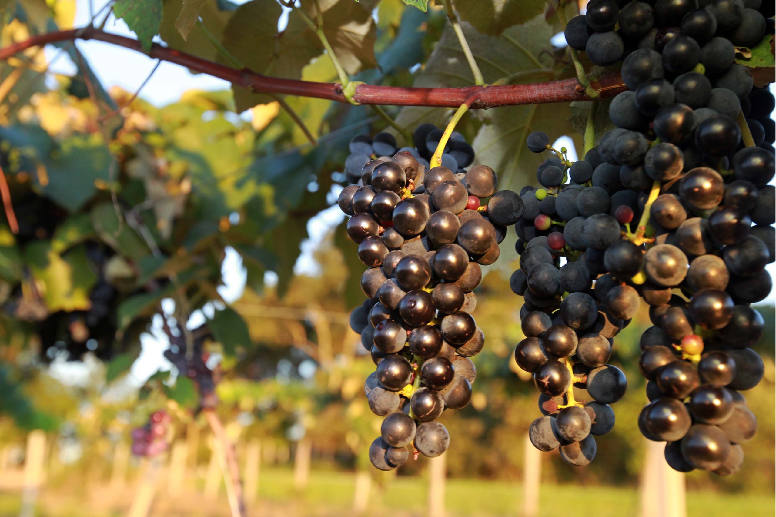 Revitis, para estimular uva, vinho e turismo no Paraná 