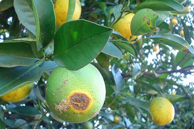 Greening, uma terrível ameaça sobre os laranjais do Paraná