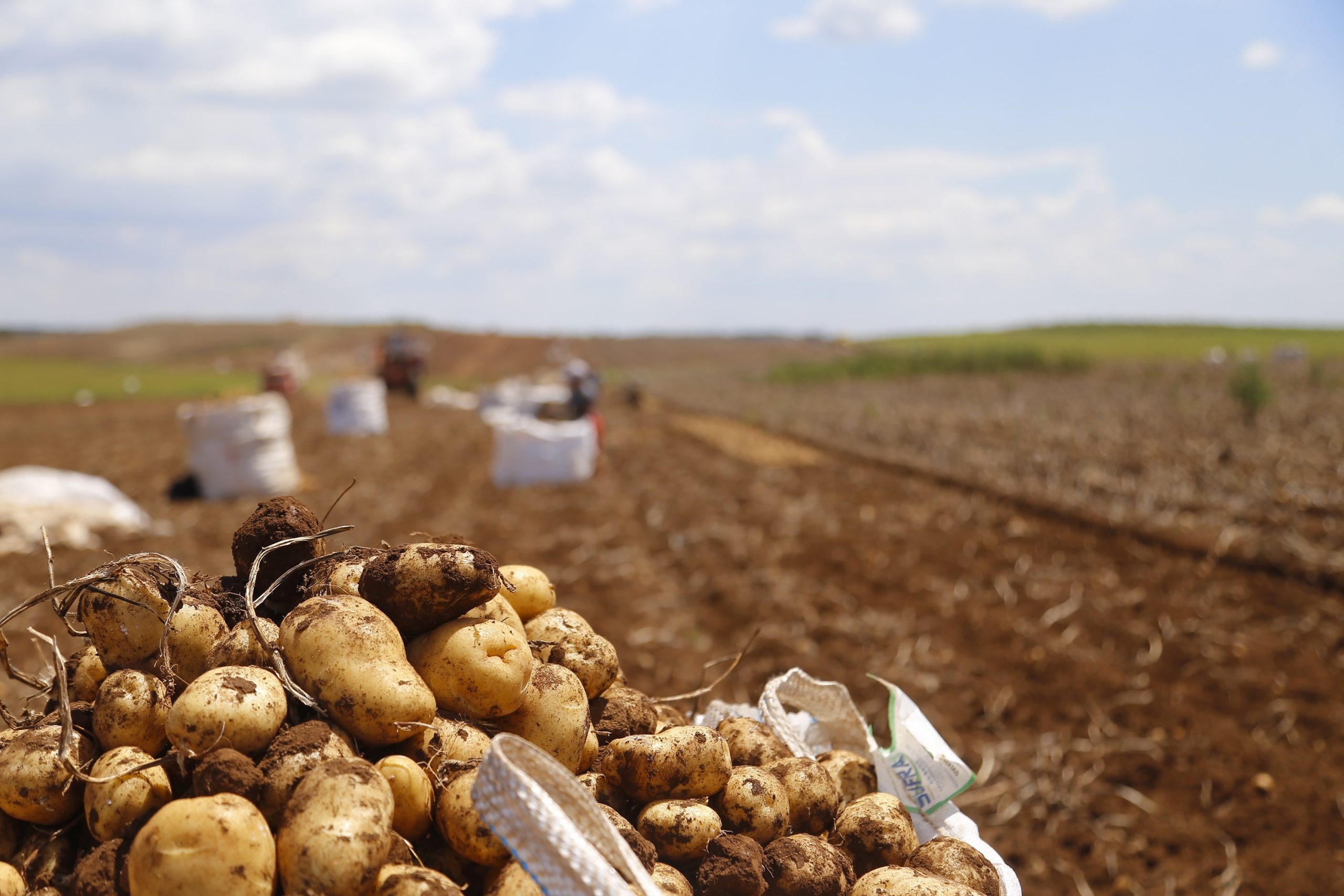 Paraná produzirá 323,7 mil toneladas de batatas nesta safra; colheita já chegou a 78% da área