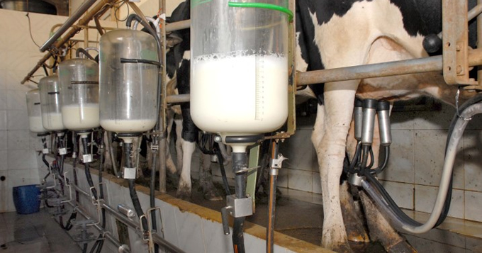 Governo aprova medidas que favorecem produtores nacionais de leite