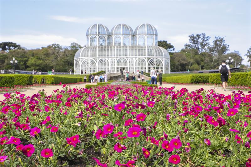 Jardim Botânico de Curitiba vai se cobrir de 100 mil petúnias para o Outubro Rosa