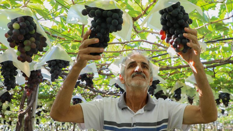 Indicação Geográfica reforça vocação de Marialva como maior produtora de uvas do Paraná
