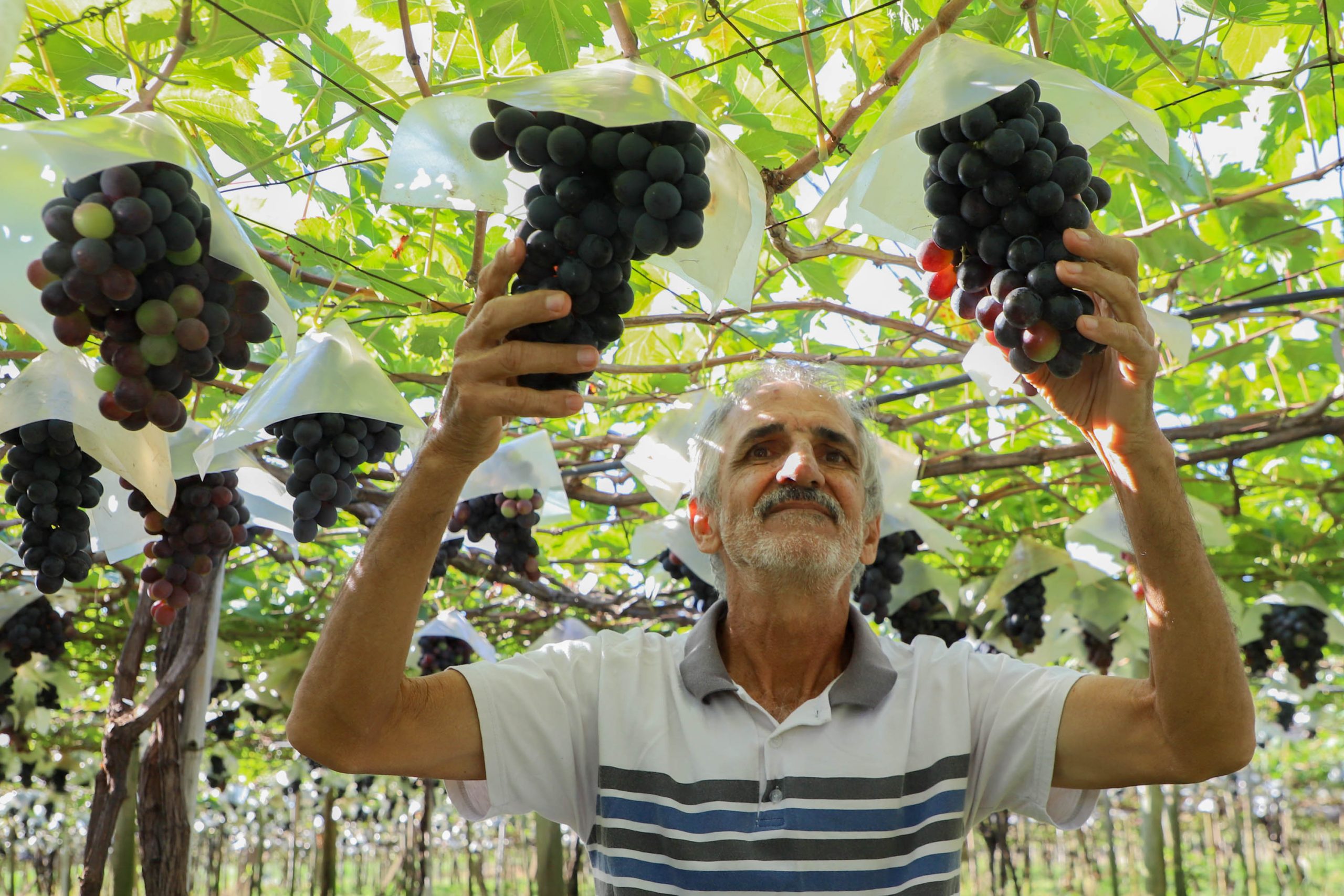 Indicação Geográfica reforça vocação de Marialva como maior produtora de uvas do Paraná