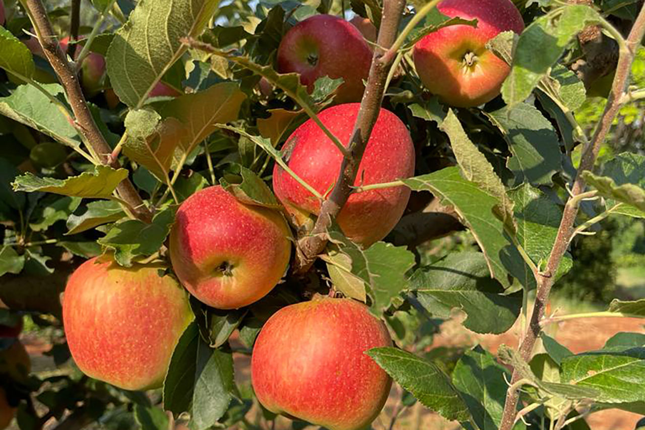 São Jerônimo da Serra dá início à colheita de maçãs no Paraná