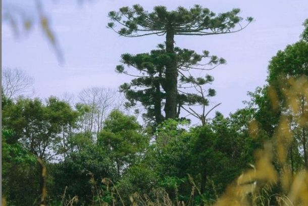 O pinheiro que caiu em Cruz Machado depois de 750 anos|