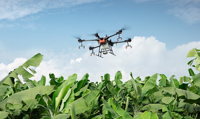 Drones estão sendo usados para o cultivo da banana em Guaratuba