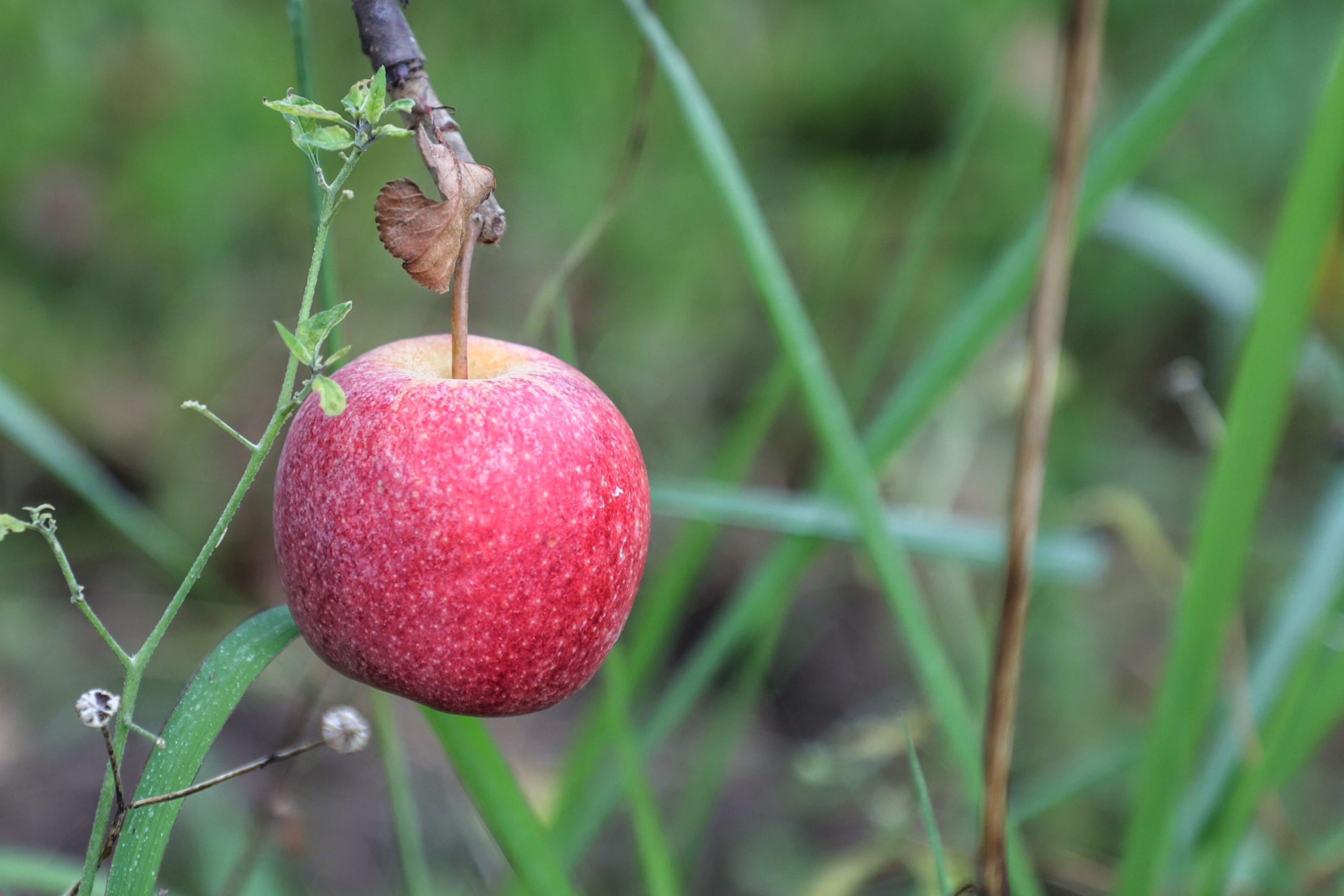 Foi o Paraná que descobriu a maçã para o clima quente
