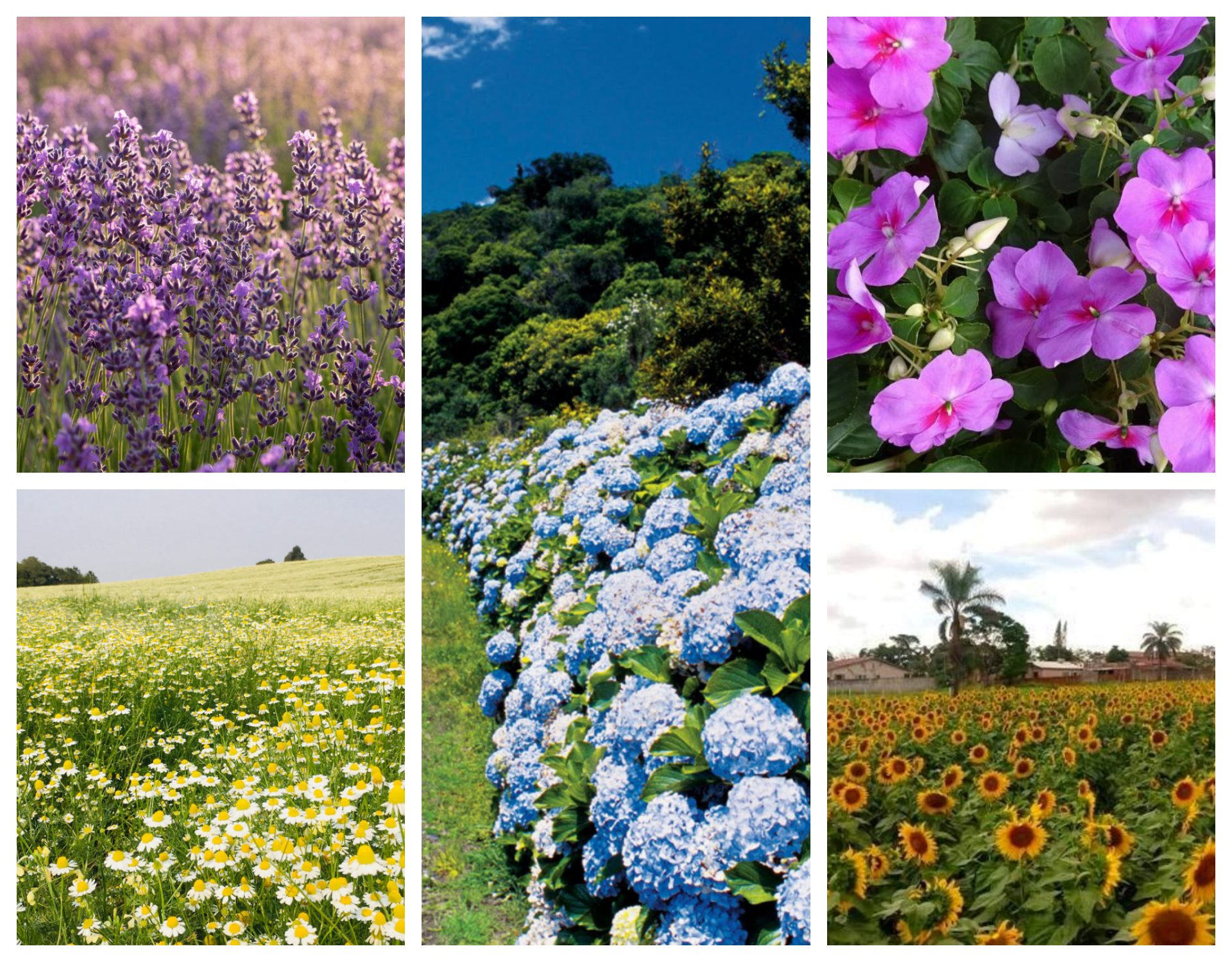 O Paraná e suas flores coloridas e cheirosas