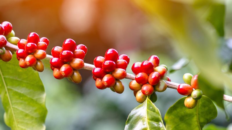 Concurso Café Qualidade Paraná revelará ganhadores no Mercado Municipal