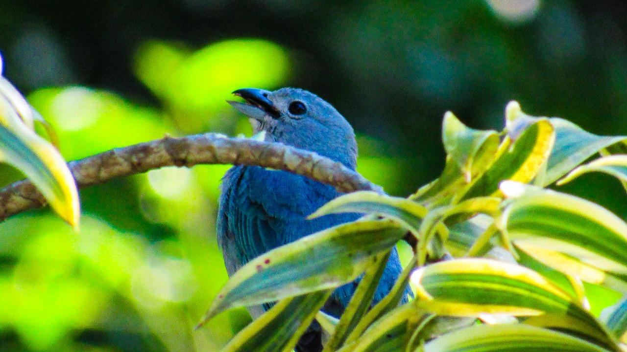 Parque Raimundo Malta é berçário de aves na primavera 