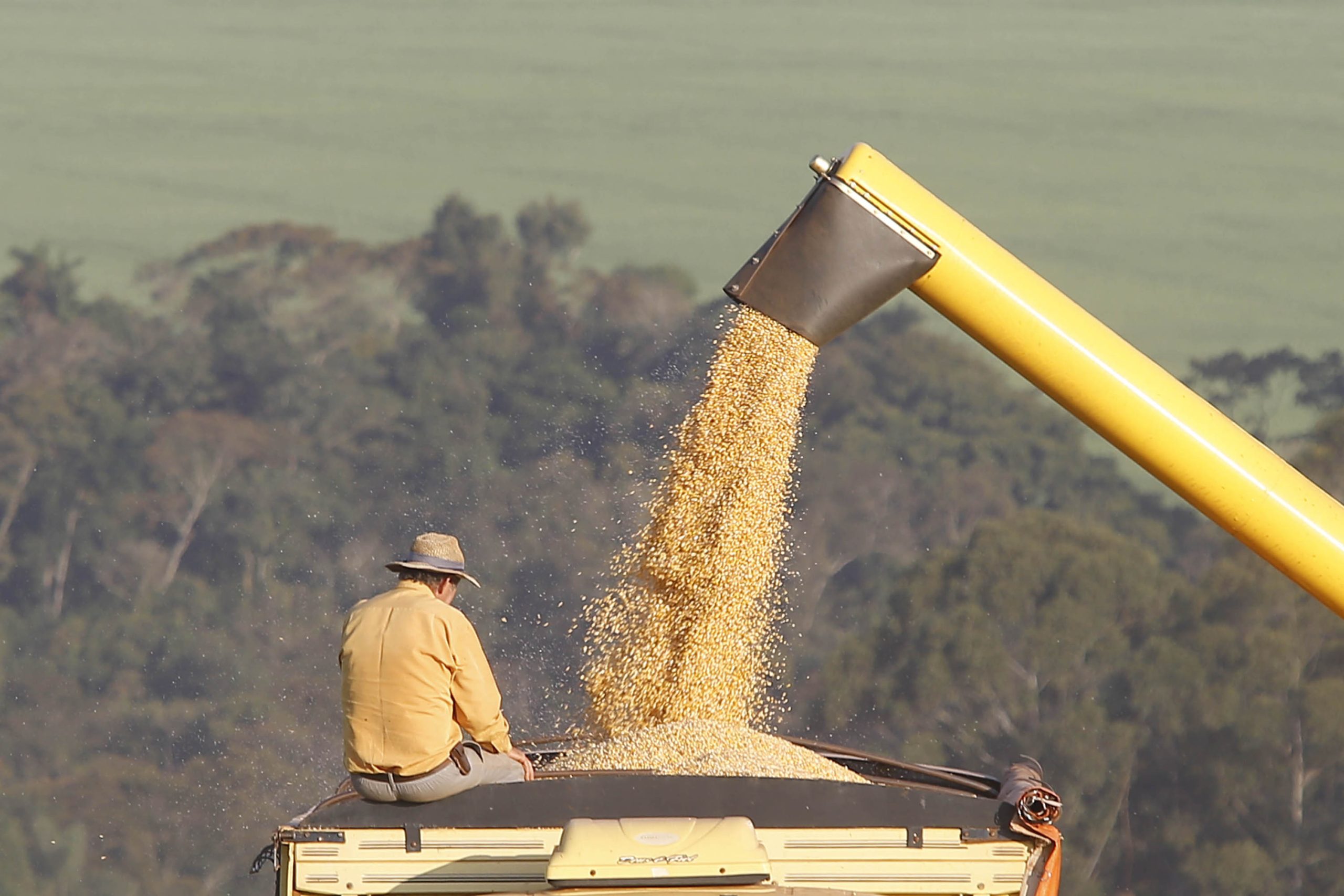 Safra de milho do Paraná deve ter a maior produtividade média da história em 2025