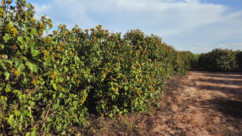 Urucum de Paranacity conquista a primeira Indicação Geográfica do Brasil para o fruto