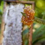 Produção de melOrtigueira – PrGilson Abreu/AEN